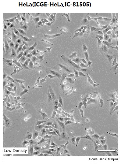 HeLa(ICGE-HeLa,IC-81505)