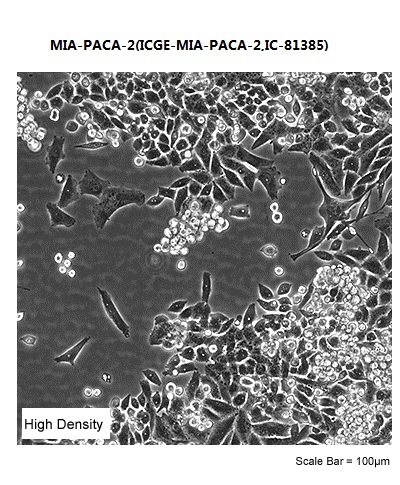 MIA-PACA-2(ICGE-MIA-PACA-2,IC-81385)
