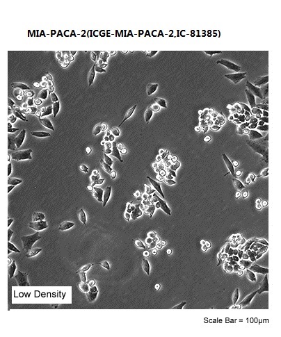 MIA-PACA-2(ICGE-MIA-PACA-2,IC-81385)