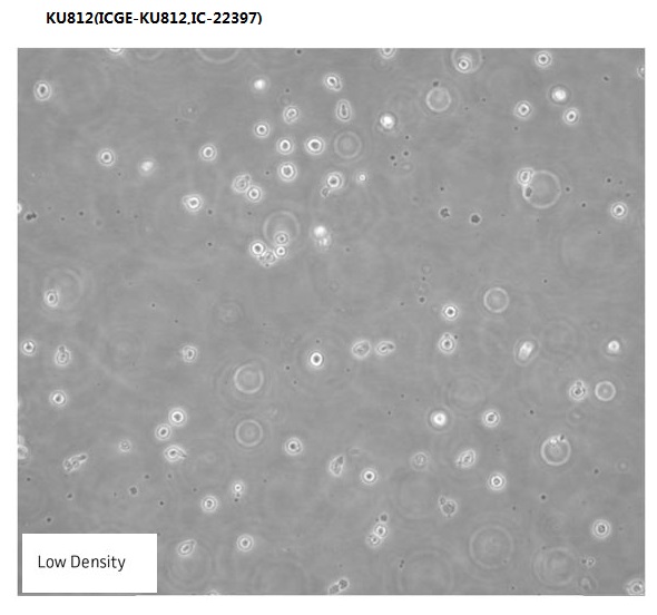 KU812(ICGE-KU812,IC-22397)