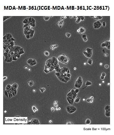 MDA-MB-361(ICGE-MDA-MB-361,IC-28617)