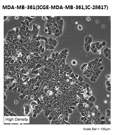 MDA-MB-361(ICGE-MDA-MB-361,IC-28617)