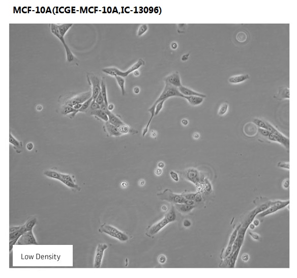 MCF-10A(ICGE-MCF-10A,IC-13096)