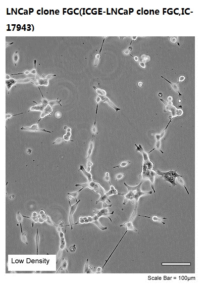 LNCaP clone FGC(ICGE-LNCaP clone FGC,IC-17943)