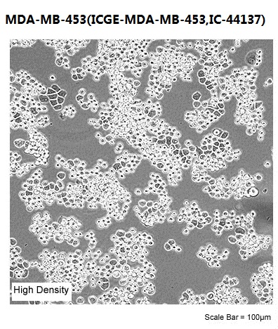 MDA-MB-453(ICGE-MDA-MB-453,IC-44137)