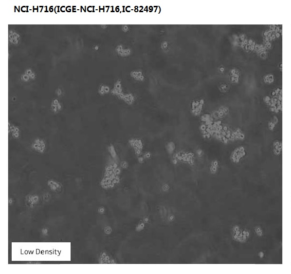 NCI-H716(ICGE-NCI-H716,IC-82497)