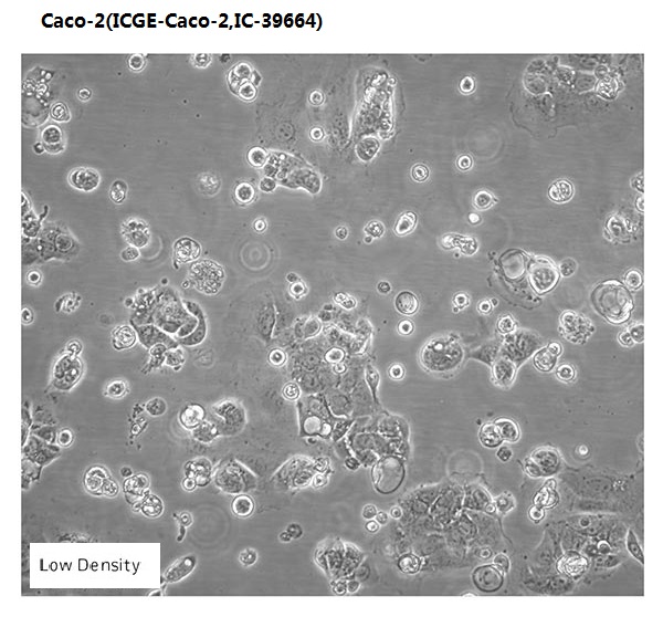 Caco-2(ICGE-Caco-2,IC-39664)