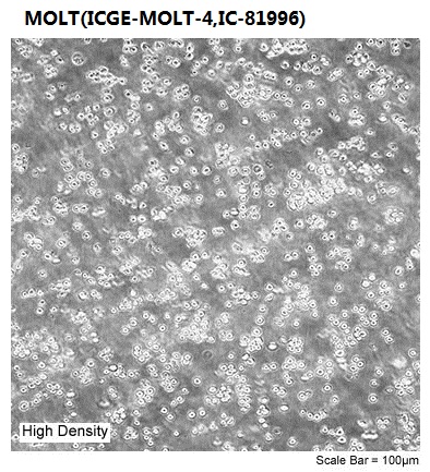 MOLT(ICGE-MOLT-4,IC-81996)