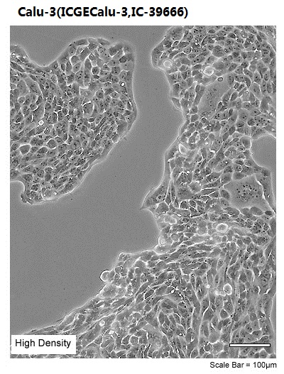 Calu-3(ICGECalu-3,IC-39666)