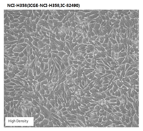 NCI-H358(ICGE-NCI-H358,IC-82490)