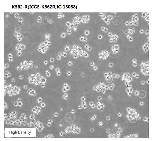 K562-R(ICGE-K562R,IC-13088)