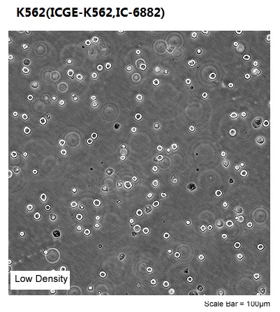 K562(ICGE-K562,IC-6882)