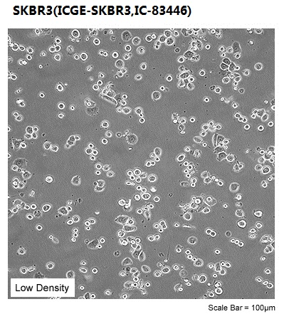 SKBR3(ICGE-SKBR3,IC-83446)