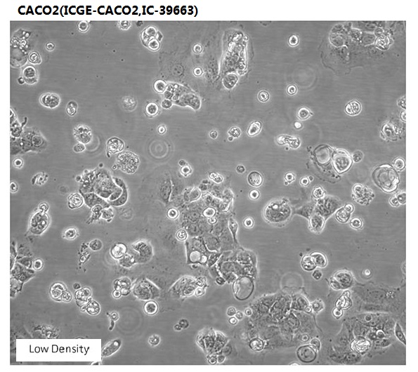 CACO2(ICGE-CACO2,IC-39663)