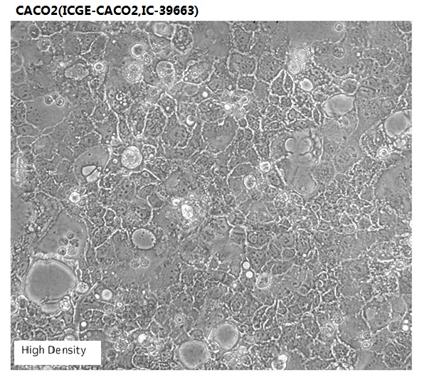 CACO2(ICGE-CACO2,IC-39663)