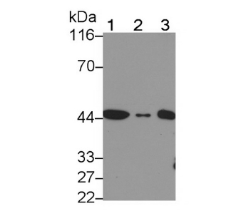 Anti alpha SMA antibody1062736